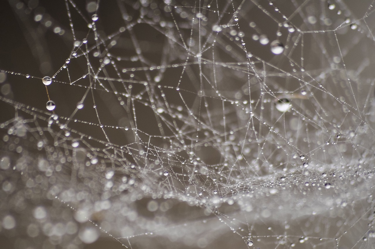 Dealing with Spiders and Insects: A Safety Guide